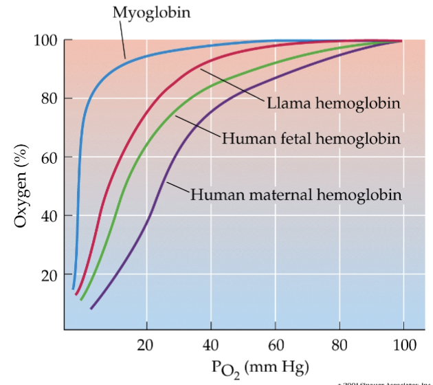 <p><em>myoglobin</em> has the highest affinity — found in cardiac and skeletal muscle</p><ul><li><p>hemoglobin is pigment found in the blood</p></li><li><p>as O<sub>2</sub> is given up by bloodstream, muscles have stronger affinity to hold onto it to use it for muscles contraction</p></li></ul><p>human fetal hemoglobin has higher attraction than human maternal hemoglobin</p><ul><li><p>in placenta, capillaries get close and O<sub>2</sub> and nutrients diffuse from maternal to fetal</p></li></ul><p></p>