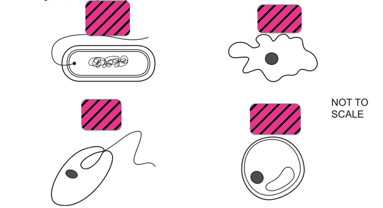 <p><span style="background-color: transparent;">The diagrams show four organisms. </span></p><p><span style="background-color: transparent;">Which organism is a prokaryote? </span></p>