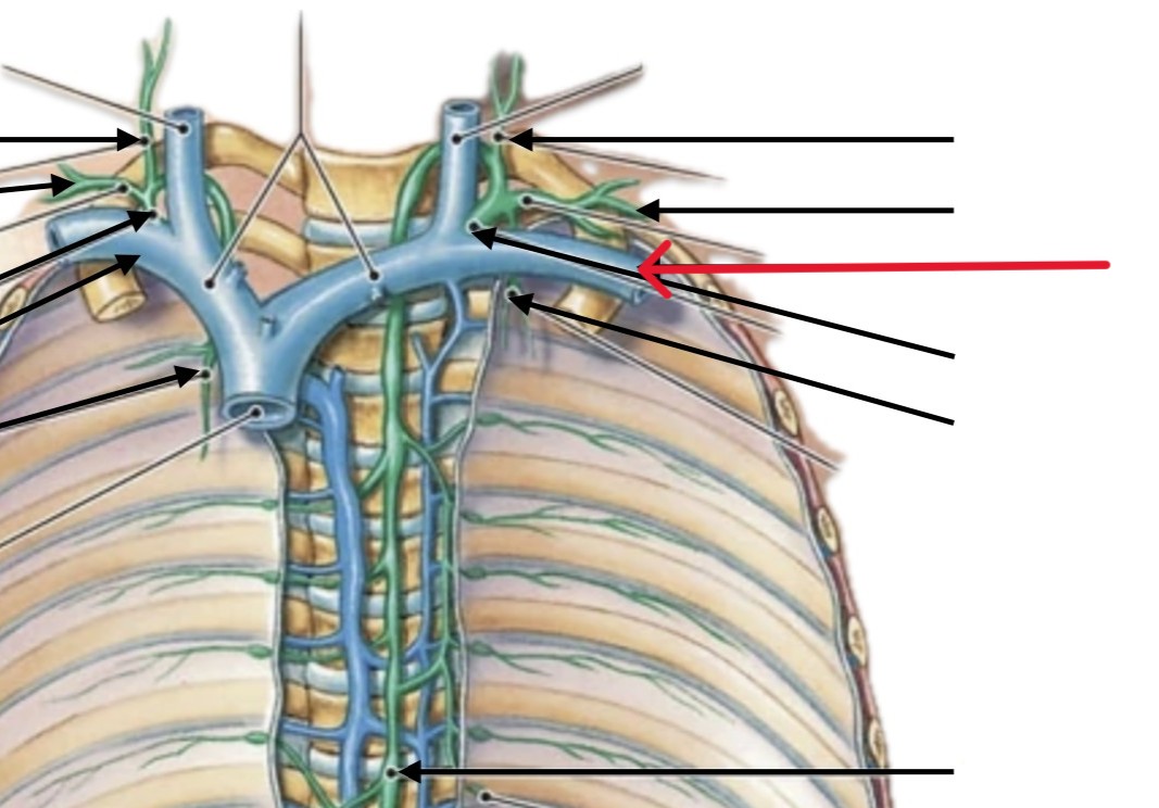 <p>Which lymphatic vein:</p><ul><li><p>Under left clavicle bone</p></li></ul><p></p>