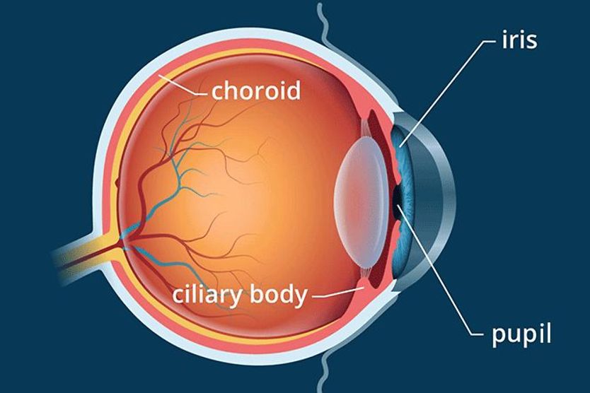 <p>the pink part</p>