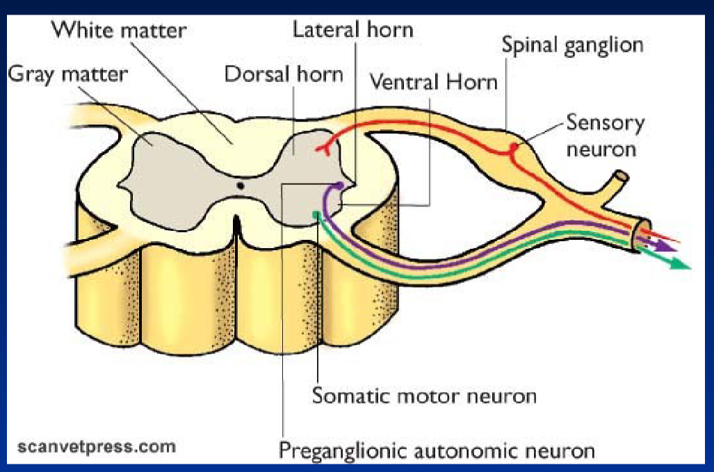 <p><strong>White Matter</strong><br>  • Contains <strong>nerve fibers (axons)</strong></p><p><strong>Grey Matter</strong><br>  • Contains <strong>cell bodies and dendrites</strong></p><p><strong>Dorsal Horn</strong><br>  • <strong>Sensory</strong> → receives sensory information</p><p><strong>Ventral Horn</strong><br>  • <strong>Motor</strong> → controls skeletal muscles</p><p><strong>Lateral Horn</strong><br>  • Contains <strong>preganglionic autonomic neurons</strong></p><p><strong>Spinal Ganglion</strong><br>  • Contains <strong>sensory neuron cell bodies</strong></p><p><strong>Sensory Neuron</strong><br>  • Carries <strong>sensory information</strong> toward the spinal cord</p><p><strong>Somatic Motor Neuron</strong><br>  • Carries <strong>motor signals</strong> to <strong>skeletal muscles</strong></p><p><strong>Preganglionic Autonomic Neuron</strong><br>  • Carries signals from the <strong>CNS</strong> to an <strong>autonomic ganglion</strong></p>