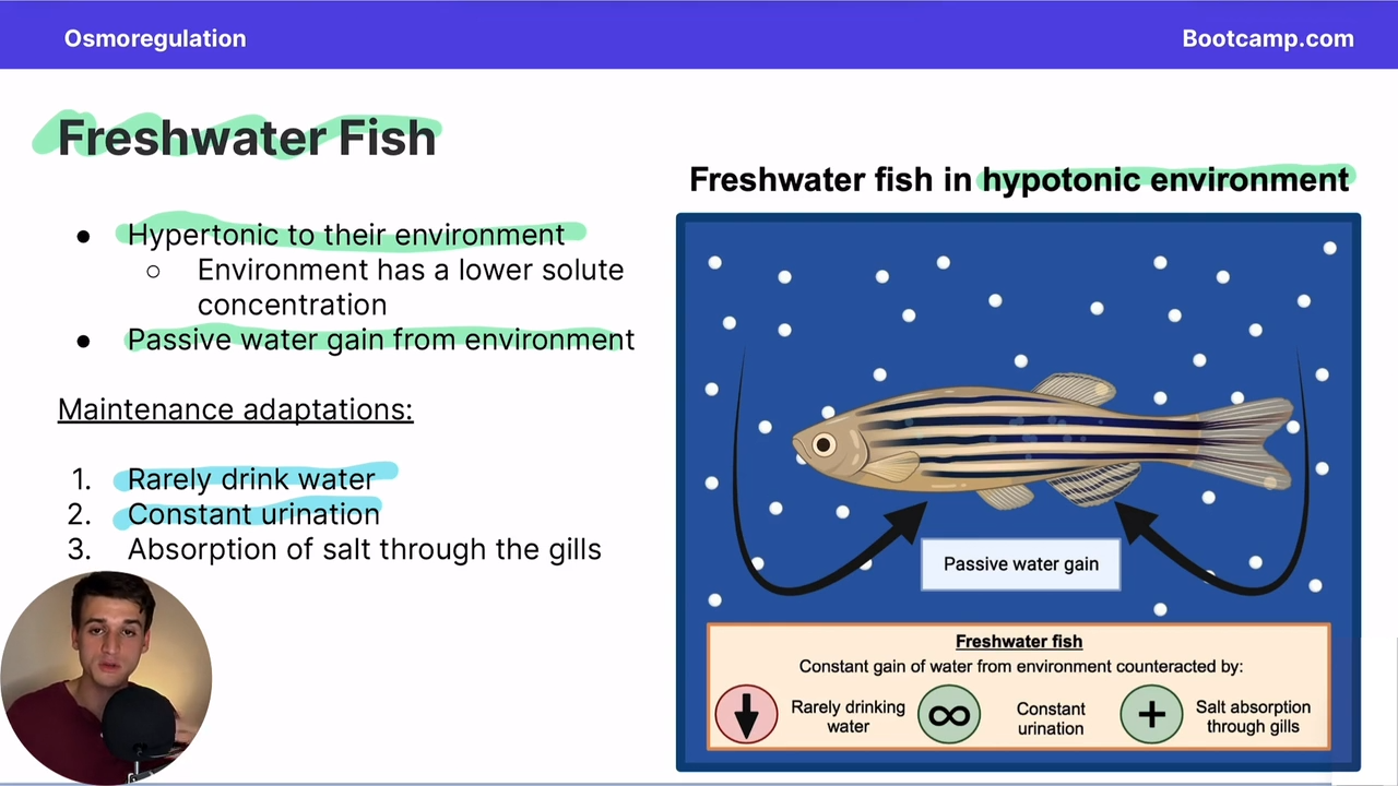 <p>they rarely drink</p><p>constantly pee</p><p>and absorb salt through their gills</p>