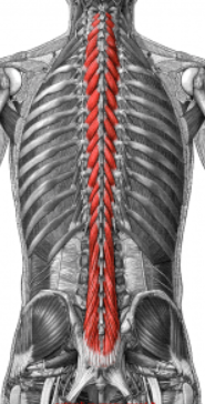 <p>stabilizes lumbar spine, most important of lumbar</p>