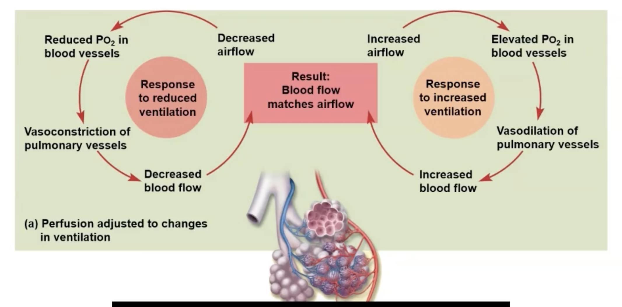 <ul><li><p>Ventilation: Amount of gas reaching alveoli</p></li><li><p>Perfusion: Blood flow in pulmonary capillaries</p><ul><li><p>Changes to match ventilation</p></li></ul></li><li><p>Po2 (partial pressure of O2) controls perfusion by changing arteriolar diameter</p></li><li><p>Pco2 controls ventilation by changing bronchiolar diameter</p></li></ul><p>Increased Airflow:</p><ul><li><p>Increase O2 in the blood vessels causing vasodilation of pulmonary vessels, increasing blood flow to match the airflow</p></li></ul><p>Decreased Airflow:</p><ul><li><p>Reduced O2 in the blood constricts the pulmonary vessels, decreasing blood flow to match the airflow.</p></li></ul><p></p><p></p>