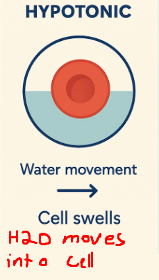 <p>A compartment has a lower solute concentration (lower Osm) relative to the other compartment.</p>