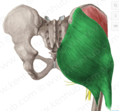 term image