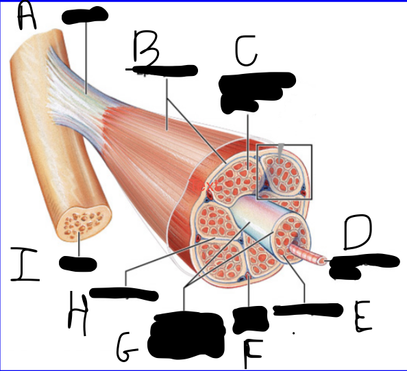 <p>Identify structure E?</p>
