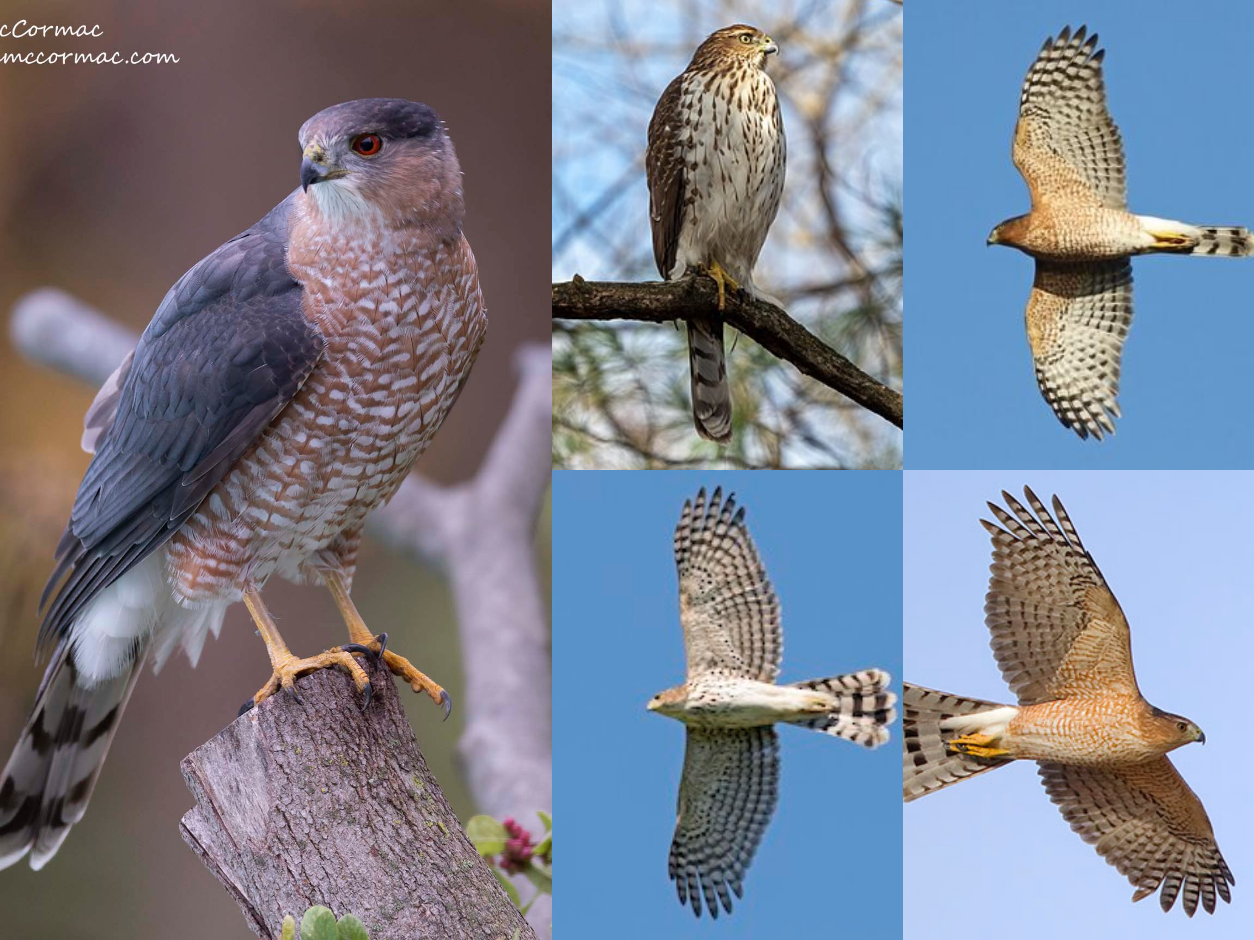 <p>Order: Accipitriformes</p><p>Family: Accipitridae</p><p>CN: Cooper’s Hawk</p><p>Alpha Code: COHA</p>