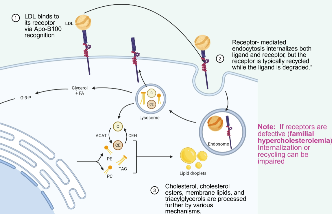 <p>1) Liver releases VLDL (containing triglycerides and cholesterol). 2) In circulation, VLDL acquires ApoC-II and ApoE from HDL. 3) ApoC-II activates lipoprotein lipase on capillary walls, hydrolyzing triglycerides into free fatty acids — this shrinks VLDL first into IDL, then into LDL. 4) LDL (now cholesterol-rich, containing ApoB-100) delivers cholesterol to peripheral cells via LDL receptor-mediated uptake.</p>