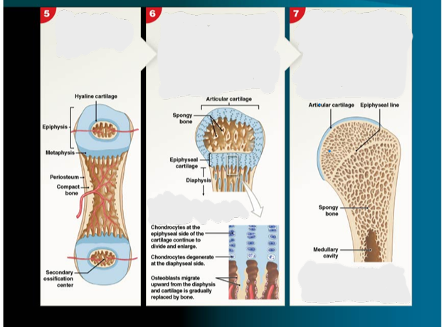 <p>Step 7 of Endochondral Ossification:</p>