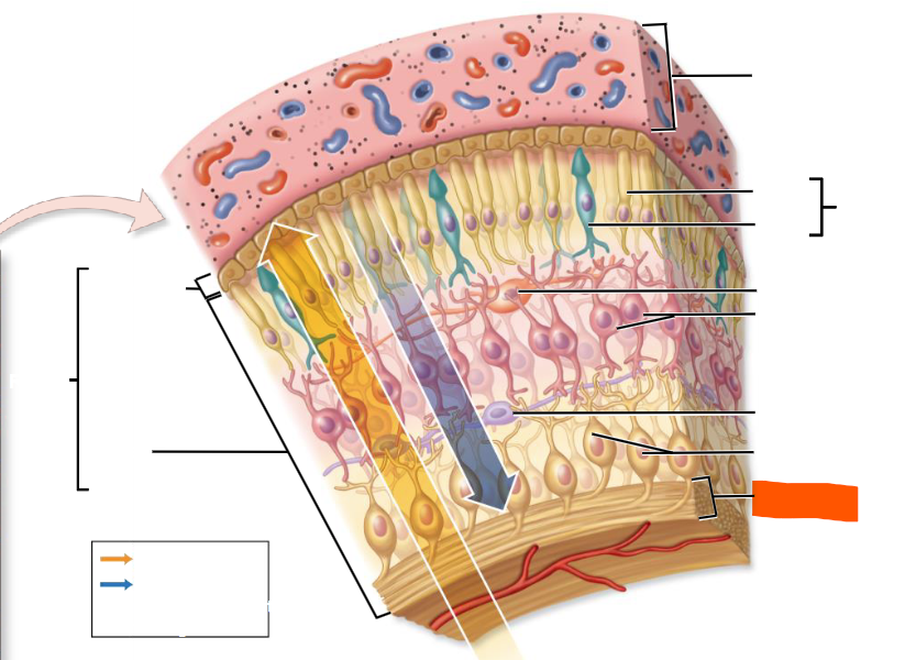 knowt flashcard image