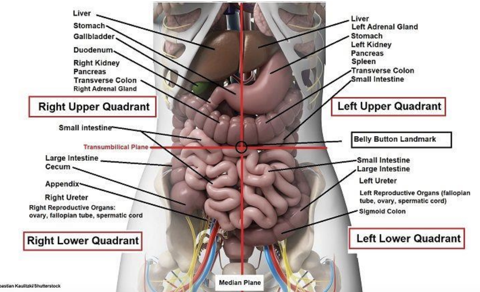 <p><strong>Right Upper Quadrant:</strong></p><p>Liver, Stomach, Gallbladder, Duodenum, Right Kidney, Pancreas, Transverse Colon, Right Adrenal Gland, Small Intestine</p><p></p><p><strong>Left Upper Quadrant:</strong></p><p>Liver, Left Adrenal Gland, Stomach, Left Kidney, Pancreas, Spleen, Transverse Colon, Small Intestine</p><p></p><p><strong>Right Lower Quadrant:</strong></p><p>Small Intestine, Large Intestine, Cecum, Appendix, Right Ureter, Right Reproductive Organs: Ovary, Fallopian Tube, Spermatic Cord</p><p></p><p><strong>Left Lower Quadrant:</strong></p><p>Small Intestine, Large Intestine, Left Ureter, Left Reproductive Organs: Ovary, Fallopian Tube, Spermatic Cord, Sigmoid Colon</p><p></p>