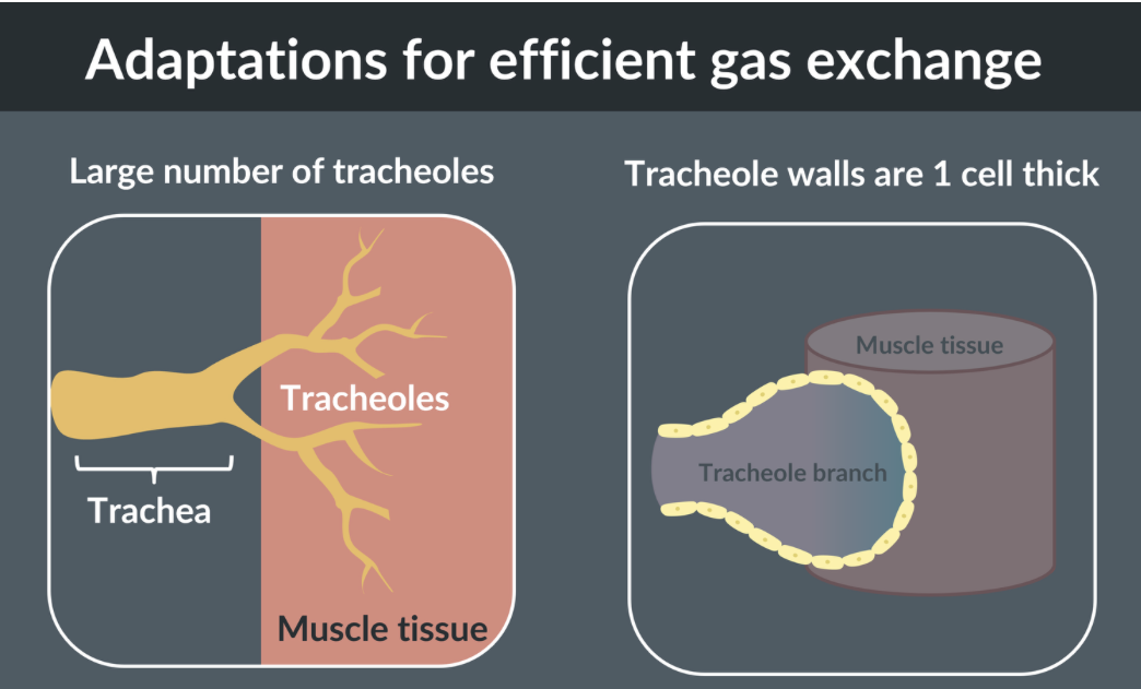 <p><span>-a large number of tracheoles that reach into the muscle tissues. this helps ensure a short diffusion pathway and maximises the surface area for gas exchange</span></p><p><span>- the walls of the tracheoles are just 1 cell thick. this also helps ensure a short diffusion pathway for gas exchange</span><br></p>