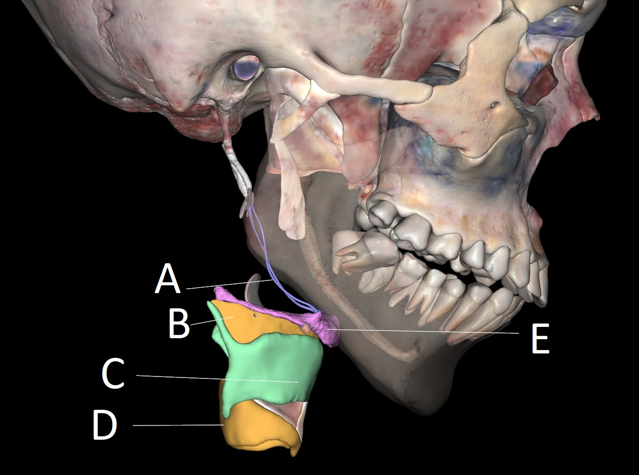 <p>A</p>