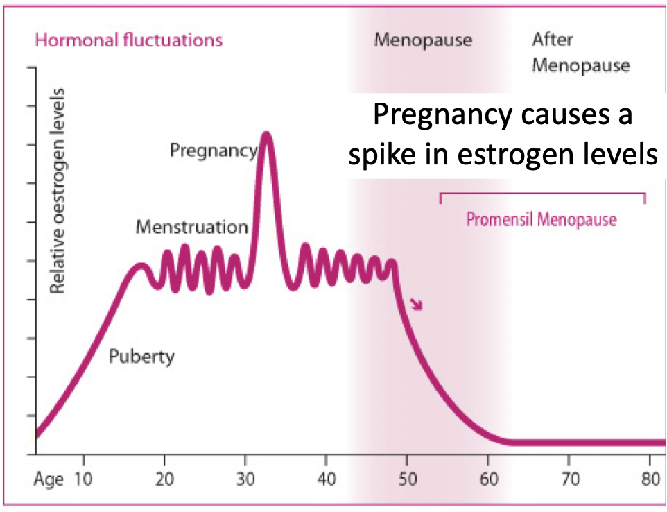 <p><strong>hormones of pregnancy</strong></p><p>estrogen</p><ul><li><p><strong>30x usual amount</strong> secreted by end of ___</p></li><li><p>stimulates ___</p><ul><li><p>enlargement of breasts & uterus</p></li><li><p>growth of mammary ducts</p></li><li><p>increased elasticity/ flexibility of pelvic joints</p></li></ul></li></ul><p></p>