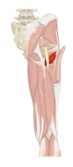 <p>Nerve to Quadratus Femoris</p>