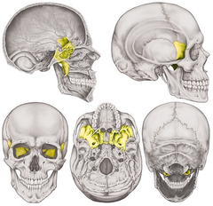 <p>two bones of each side of the head, anterior to the temporal bones</p>