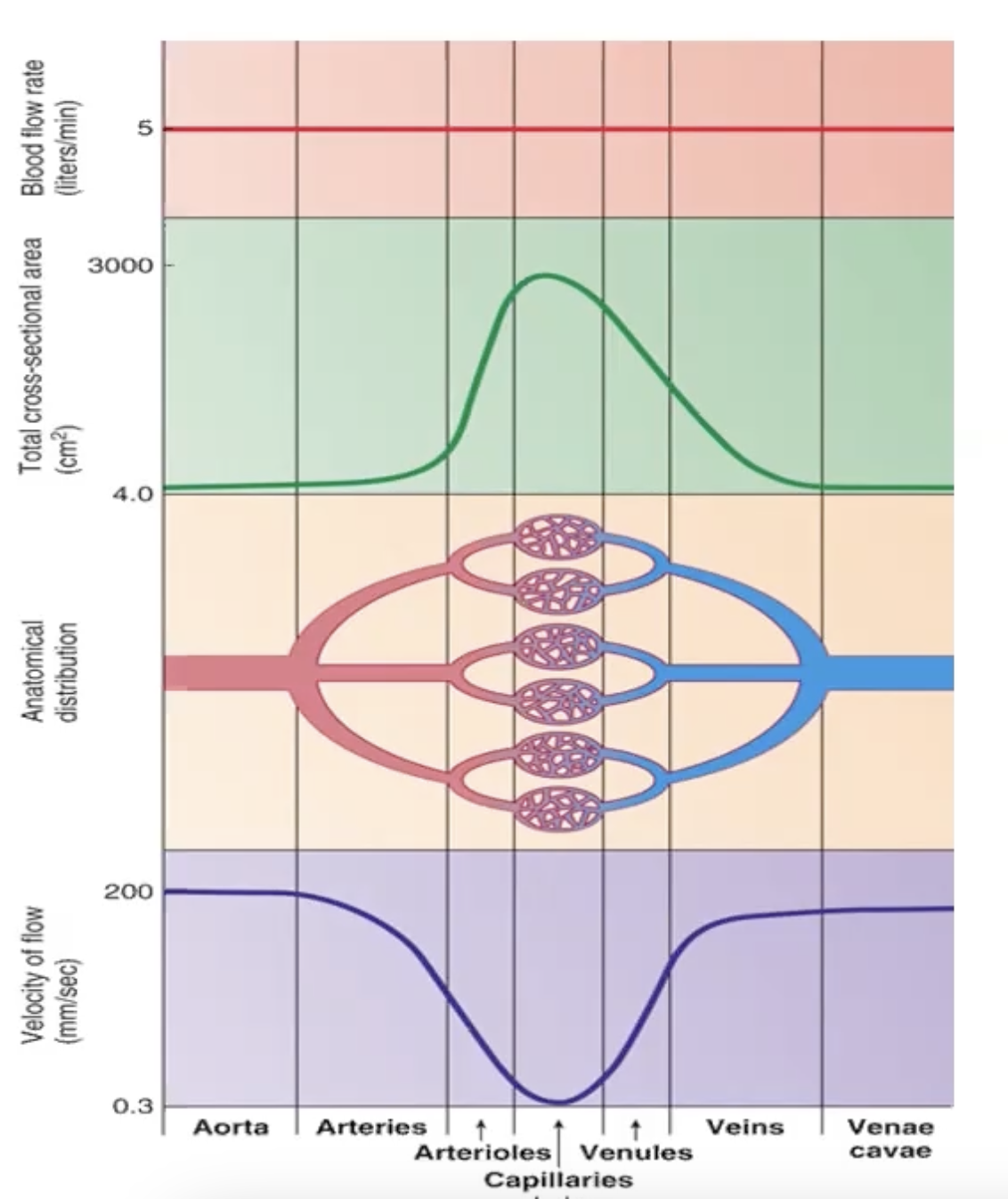 <p>total cross sectional area is 750x greater than the aorta</p><p>blood slows considerably down to allow for diffusion and transport of glucose through channels</p>