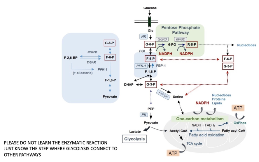 <p>Glucose uptaken form extracellular environment makes pyruvate (can go to mitochondria-TCA or Glycolysis) pentose phosphate pathway G-6-P can be used to make ribose and used for nucleotide synthesis (needed for cell proliferation and growth)</p><p>know general glycolysis and PPP and know which molecules involved in the two and how they connect</p>