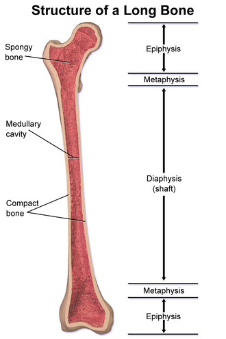 <p>diaphysis</p>
