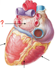 <p>Which external surface of the heart is formed by the left atrium?</p>