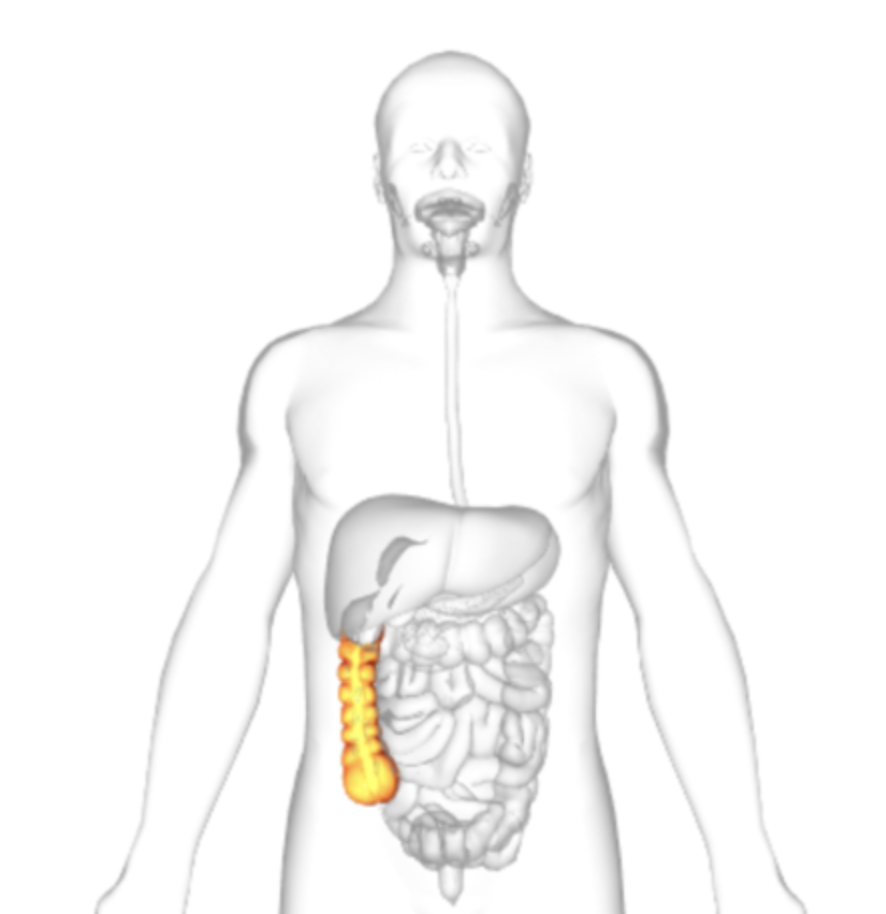 <p>what is highlighted</p>