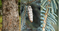 <p>- in between flat and round needles</p><p>- tip of branch reveals needles grow around twig</p><p>- two lines of white dots, differing from red spruce but they somewhat connect</p><p>- slightly darker needles than red spruce</p><p>- skinnier cones</p>