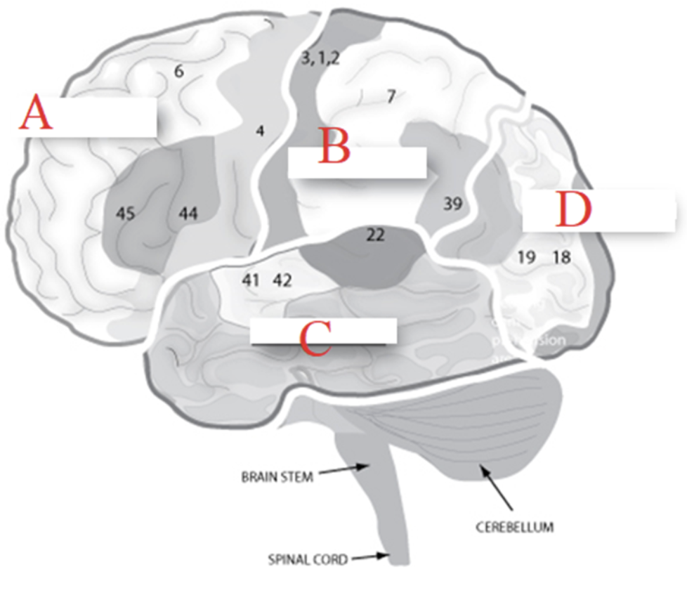 <p>A</p>