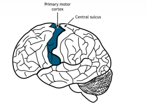 <ul><li><p><strong><mark data-color="purple" style="background-color: purple; color: inherit;">somatotopic map </mark></strong></p></li></ul><p></p>