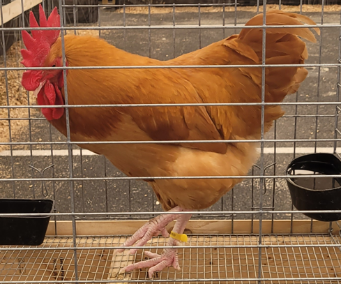 <p>What type of Cock is this?</p>