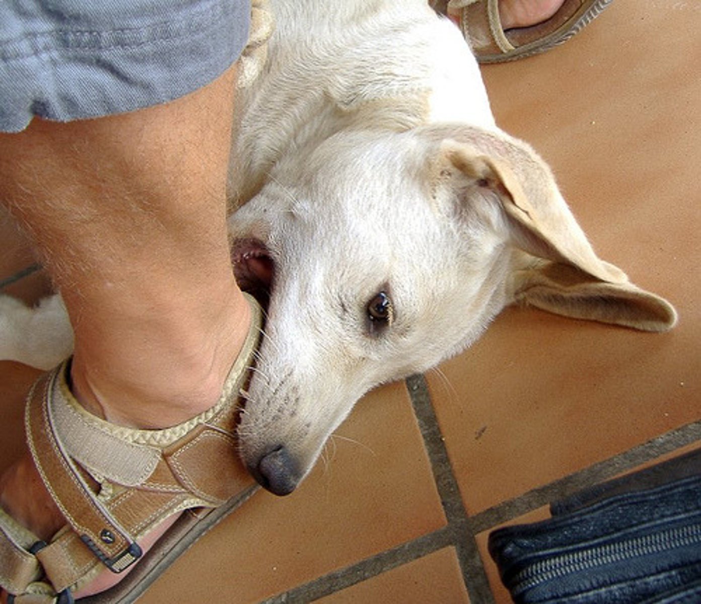 <p>to bite (o-ue/ yo muerdo)</p>