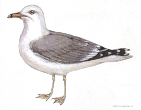 <p>Gulls</p><ul><li><p>mostly white body</p></li><li><p>yellow beak and feet</p></li><li><p>gray feathers</p></li></ul><p></p>