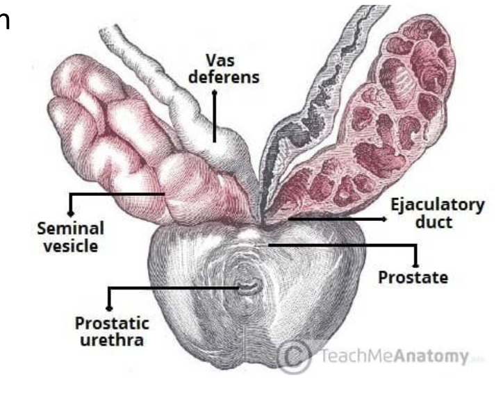 <p>The <strong>seminal</strong> <strong>vesicles</strong> secrete an <strong>alkaline</strong>, <strong>viscous</strong> <strong>fluid</strong> which is needed to <strong>neutralize</strong> the vagina’s <strong>acidic</strong> <strong>environment</strong></p>
