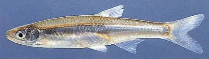 <p>Notropis atherinoides</p><p>Body slender, laterally compressed, tall and thin cross section</p><p>Short, bluntly pointed snout ending in terminal mouth</p><p>Silvery with emerald-green cast on back and upper sides</p><p>Thin, faint mid-dorsal stripe</p><p>Fins transparent</p>