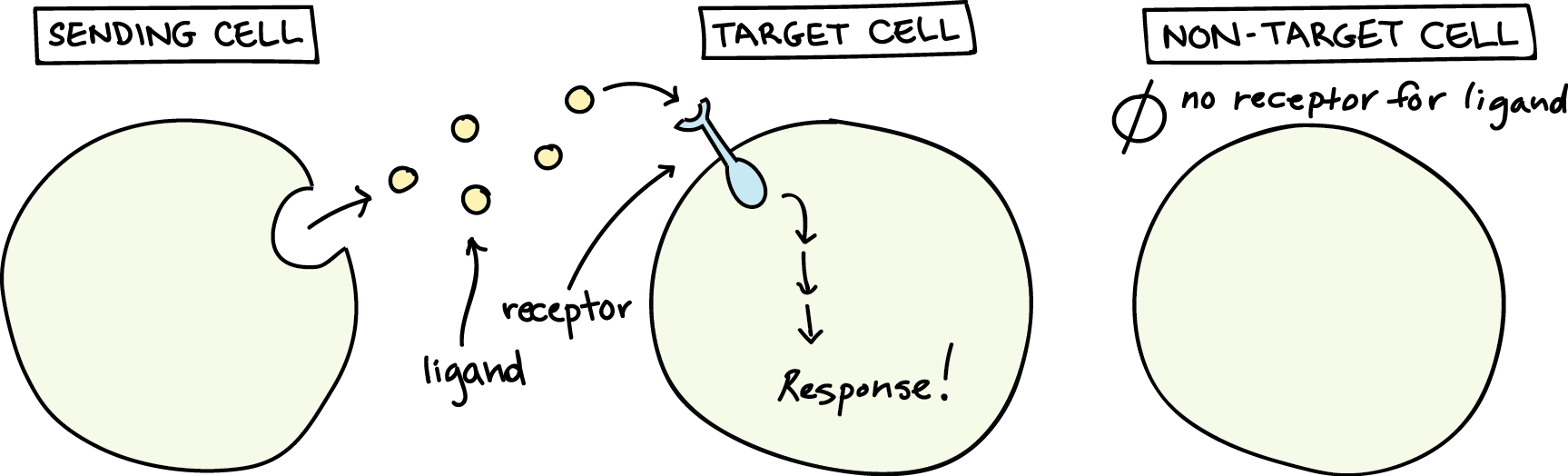<p>The communication process between cells that involves the release and reception of signaling molecules, enabling cells to respond to changes in their environment.</p>