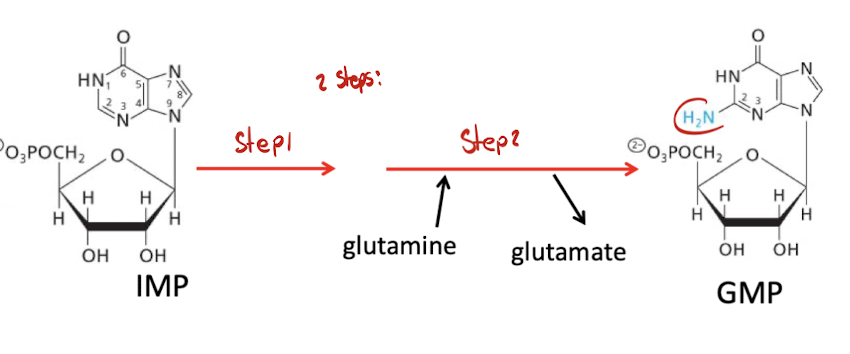 <p>IMP → GMP requires an amino group to be added on carbon 2 of IMP</p><p>2 Steps required:</p><ol><li><p>(not specified in course)</p></li><li><p>amino group comes from glutamine → glutamate</p></li></ol><p></p>