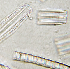 <p>silicon dioxide (glass)</p>