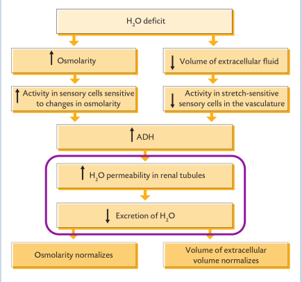 <p>• The kidney plays an important role in adjusting water</p><p>reabsorption.</p><p>• When water losses from the body result in a decrease</p><p>in ECF volume and increase in osmolarity –</p><p>hypothalamus responds.</p><p>• Anti-diuretic hormone (ADH) produced in neurons of</p><p>hypothalamus.</p><p>• ADH released from posterior pituitary.</p><p>• ADH binds to ADH receptors in distal convoluted</p><p>tubule and collecting duct epithelial cells.</p><p>• ADH receptor is G-protein coupled, activates cAMP</p><p>which activates protein kinase A.</p><p>• Results in insertion of aquaporin 2 channels into apical</p><p>membrane of tubular epithelial cells.</p><p>• More water reabsorption in the distal renal tubular</p><p>system</p>