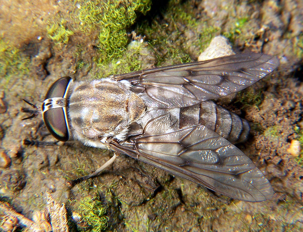 <p>what order is this insect found in?</p>