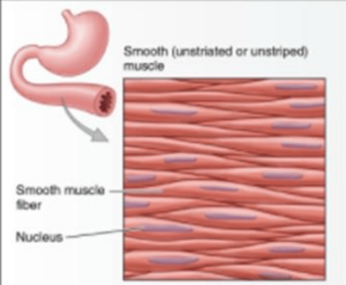 <p>Involuntary muscle found inside many internal organs of the body</p><p>*moves blood, food</p>