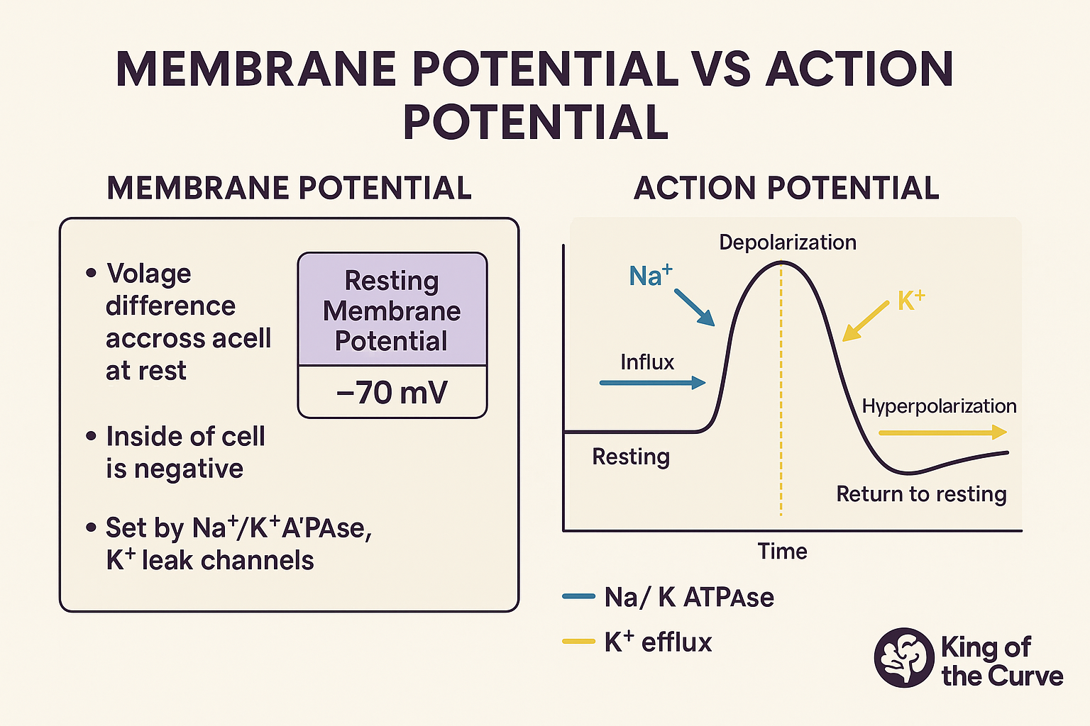 <p>the potential difference across a cell membrane </p>