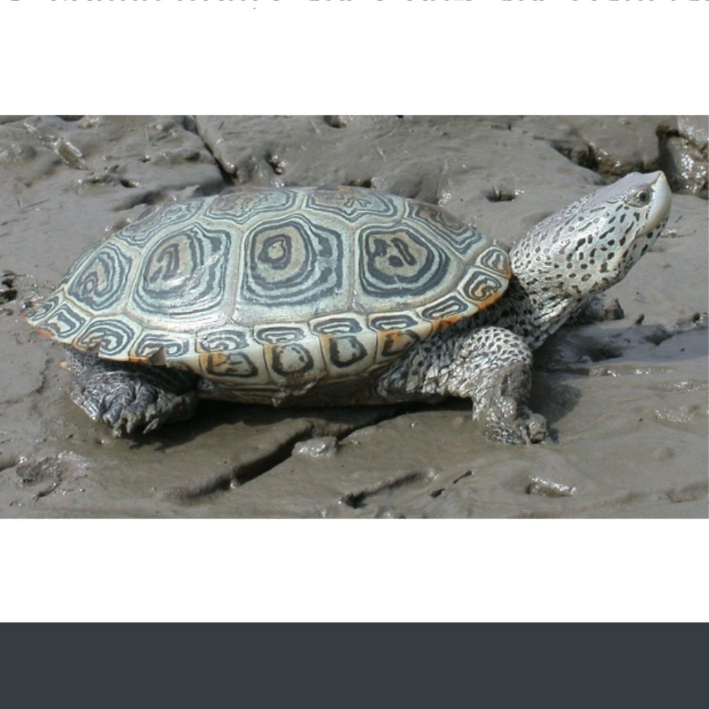 <p>name this animal</p>