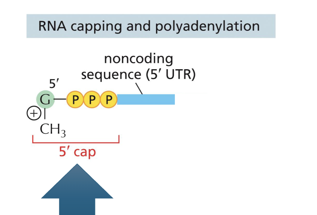 <p>RNA modified to facilitate mRNA transport to cytosol + correct translation</p>