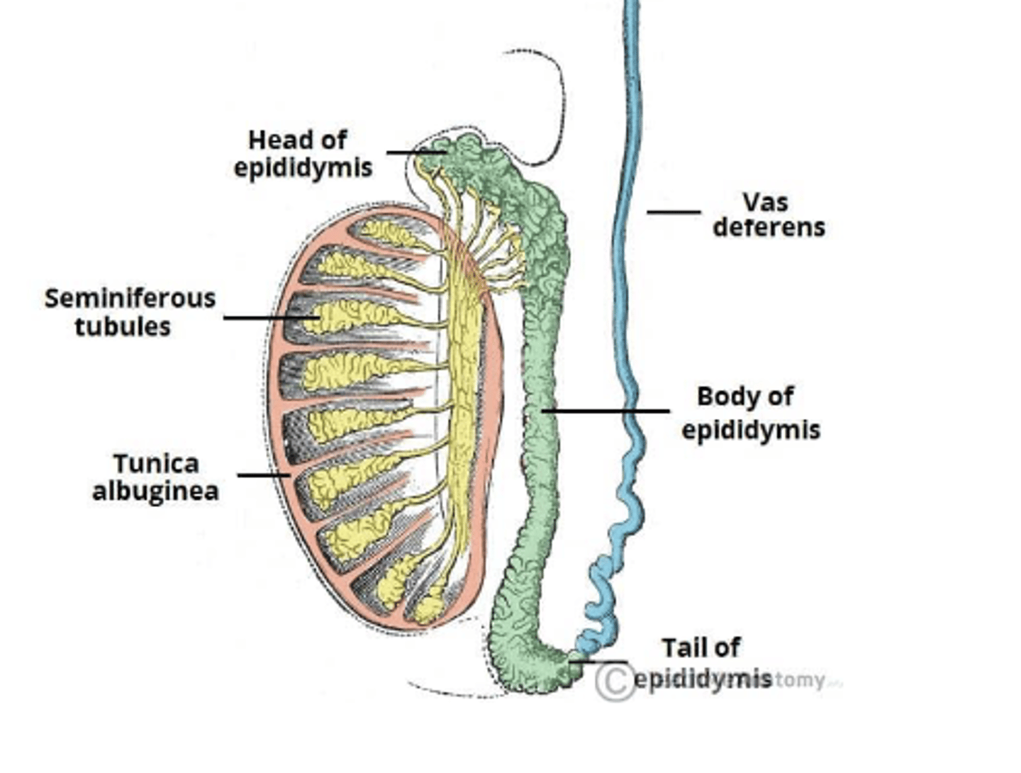 <p>• sperm produced here via meiosis</p><p>• contain seminiferous tubules and leydig/interstitial cells</p>