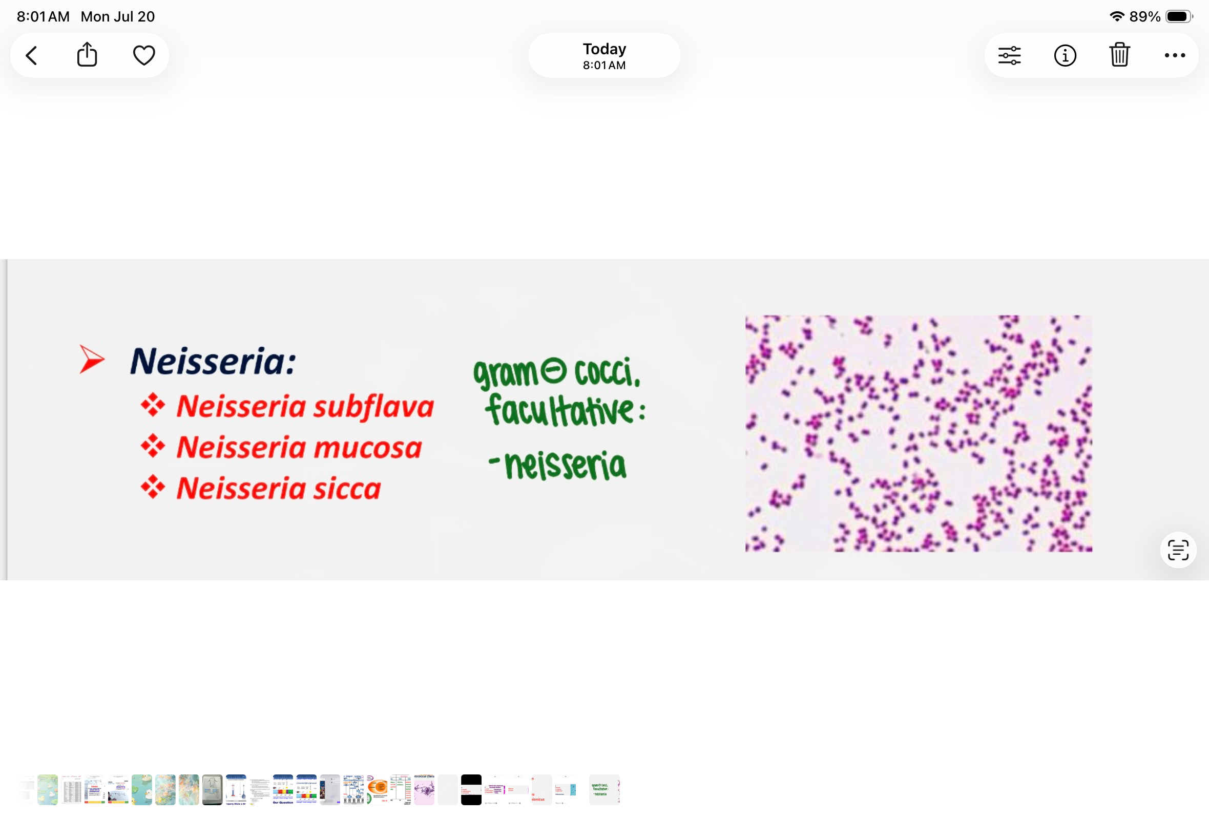 <p>gram negative, cocci, facultative aerobe. Associated with health</p>