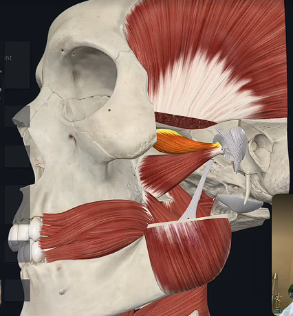 <p>What is the highlighted and inferior muscles called?</p>