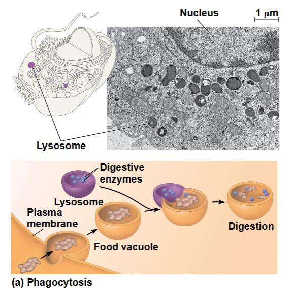 <ul><li><p>een lysosoom versmelt met de voedselvacuole en verteert de molecule ( van een andere cel)</p></li><li><p>lysosomen gebruiken ook enzymen om de eigen organellen en macromoleculen van de cel te recyclen => dit heet autofagie </p></li></ul><p></p>