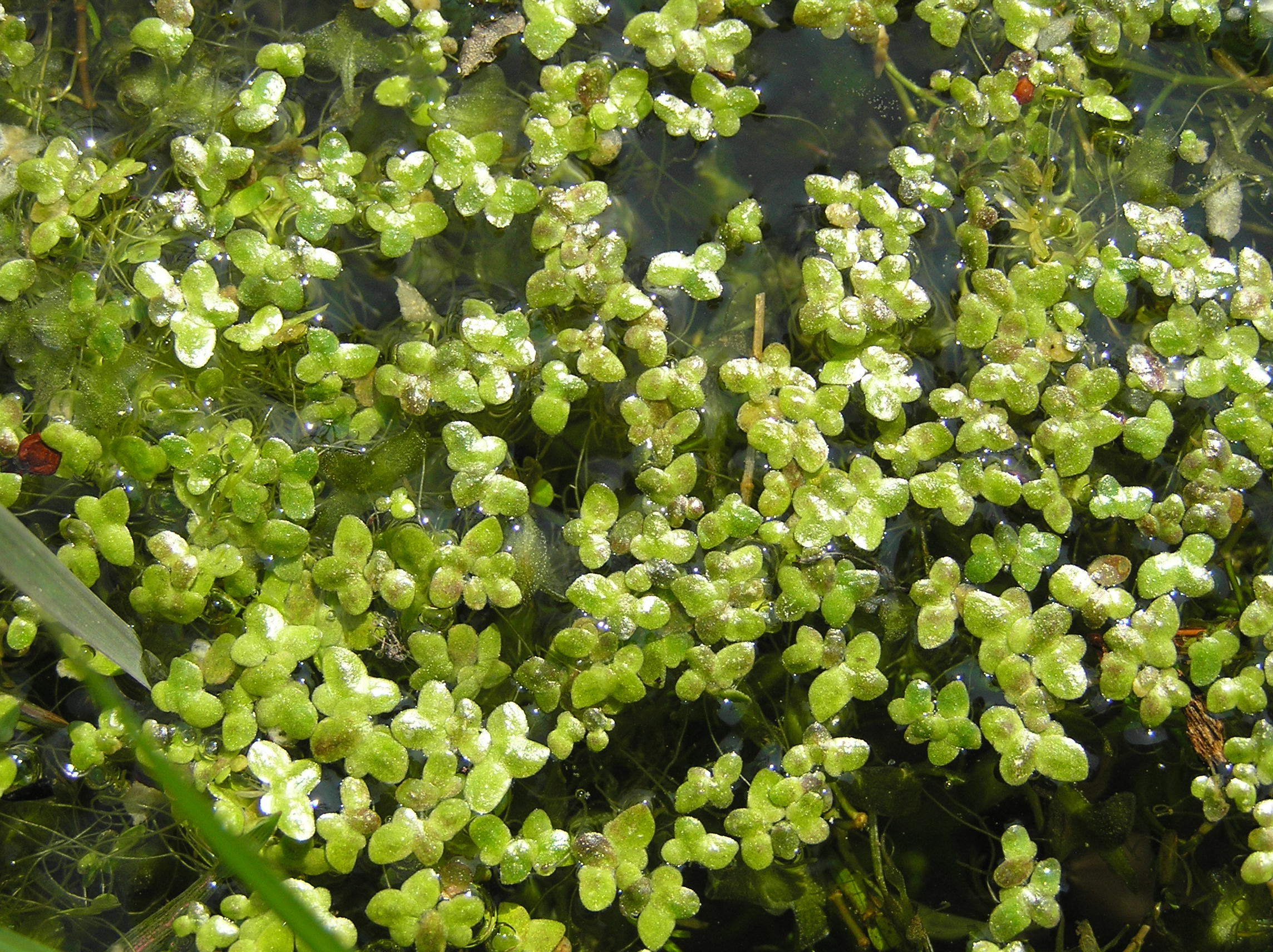 <p>Minute aquatic plant, found floating in or on water </p><p>• Not differentiated into stems and leaves; instead, the flattened portion is known as a thallus </p><p>-Classic aquarium, light green root</p>
