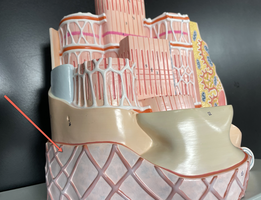 <p><span>Identify the layer at the tip of the pointer.</span></p>