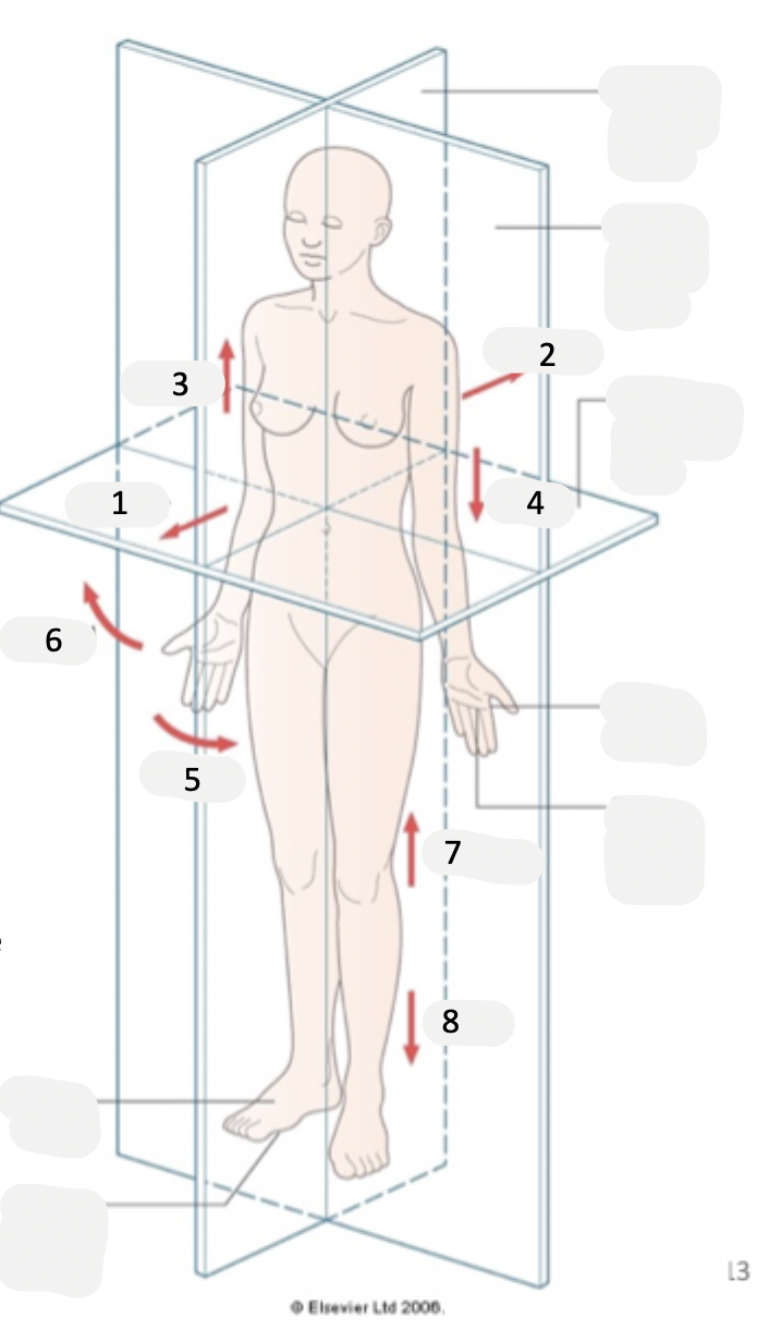<p>(6) away from midsagittal plane</p>